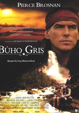 Búho Gris